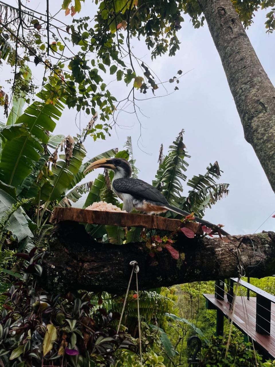 Gaia Ella Ecolodge And Yoga Centre Bagian luar foto
